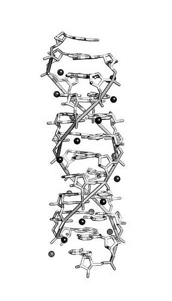 克里克和詹姆斯·沃森发现了脱氧核糖核酸(dna)的双螺旋结构
